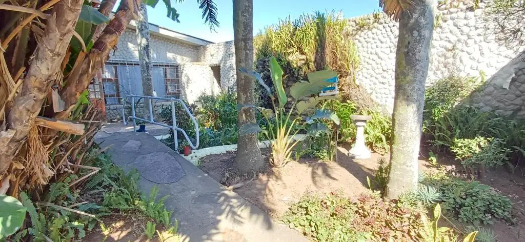 Garden walkway with plants